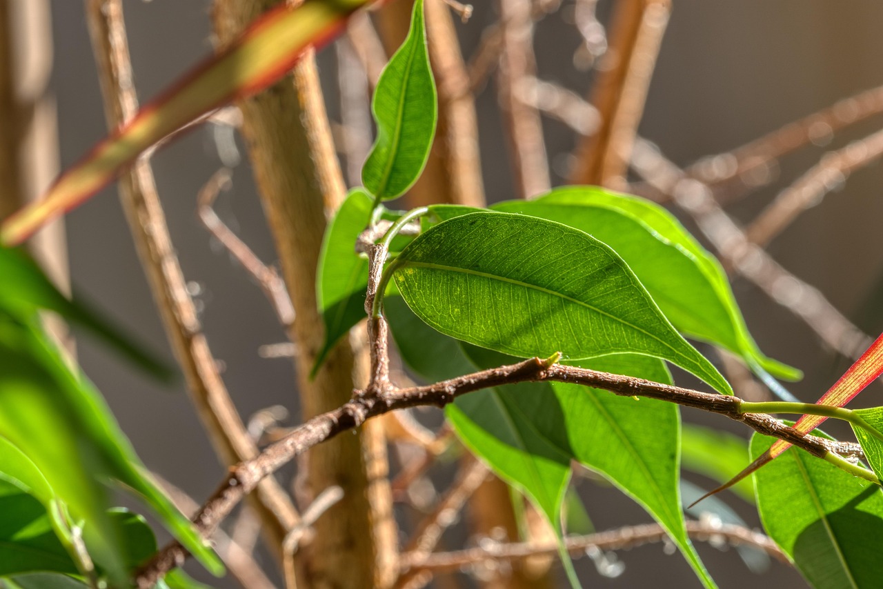 Ficus in casa con foglie ingiallite, evidenziando il problema di perdita foglie in inverno.
