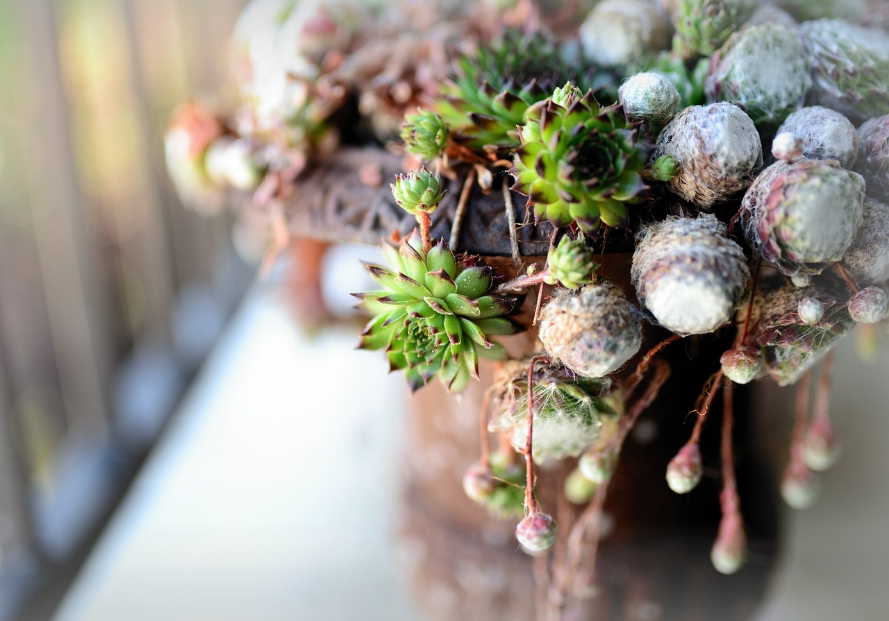 Giardino roccioso con piante di Sedum e Sempervivum, resistenti alla siccità e senza bisogno d'acqua.