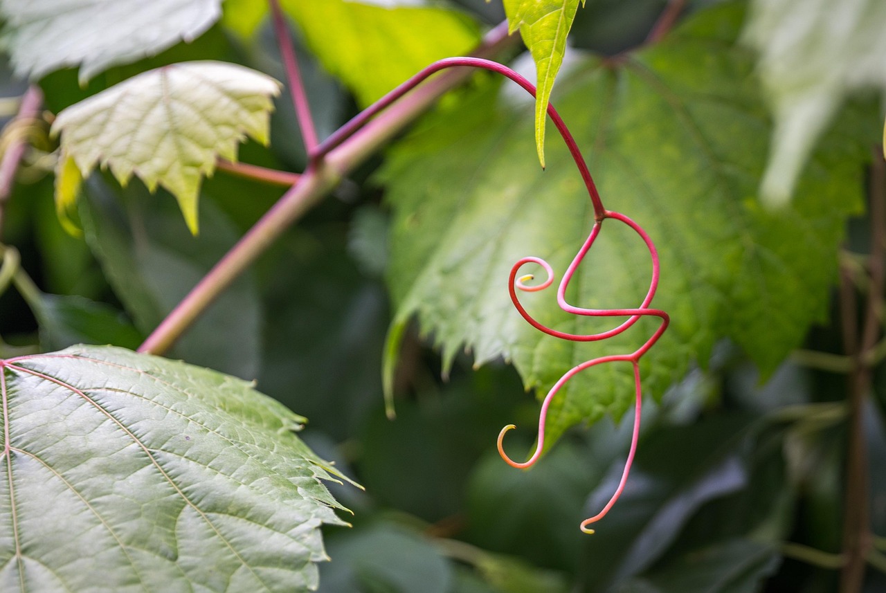 Rampicante verde rigoglioso che cresce su un muro, ideale per giardinieri principianti.