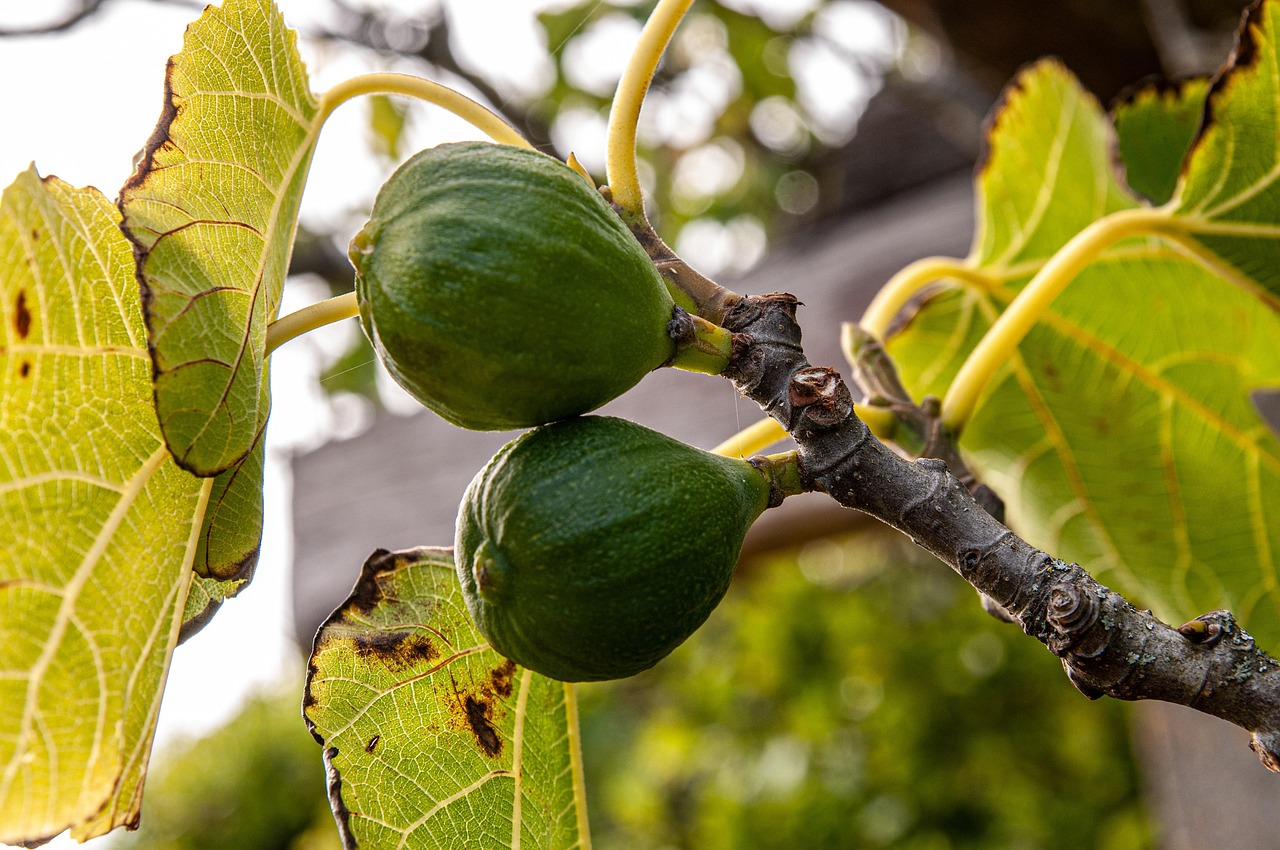 Fico verde con rami potati, simbolo di una potatura efficace per aumentare la produzione di frutti.