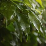 Latte scaduto versato su foglie di Ficus, evidenziando la pulizia e la brillantezza delle foglie.