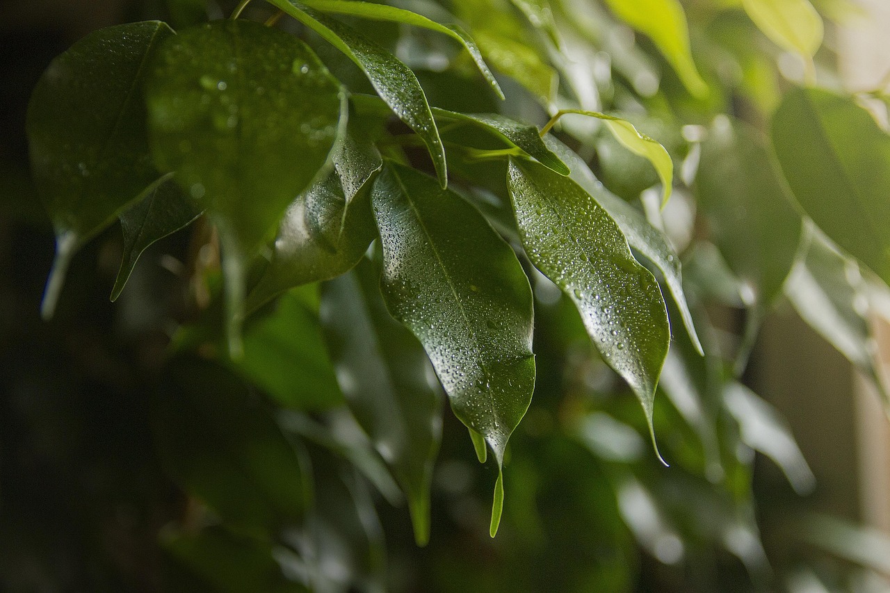 Latte scaduto versato su foglie di Ficus, evidenziando la pulizia e la brillantezza delle foglie.