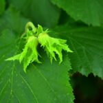 Ramo di nocciolo fiorito in giardino, evidenziando i pollini primaverili pericolosi per gli allergici.