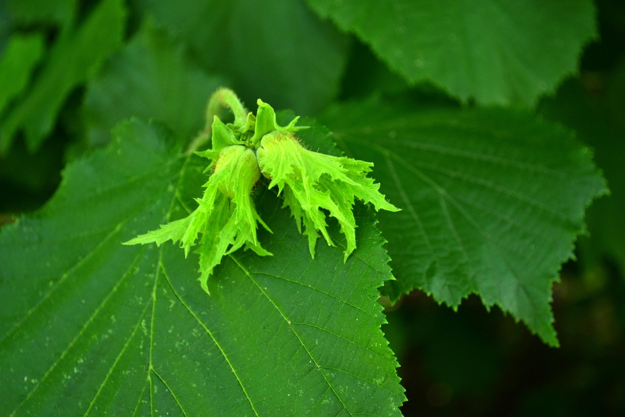 Ramo di nocciolo fiorito in giardino, evidenziando i pollini primaverili pericolosi per gli allergici.