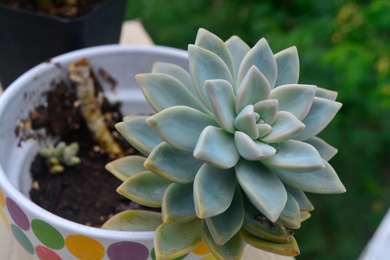 Cocciniglia su pianta grassa con cotton fioc e alcool per la rimozione.