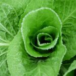 Verza esposta al gelo, evidenziando la trasformazione dell'amido in zucchero.