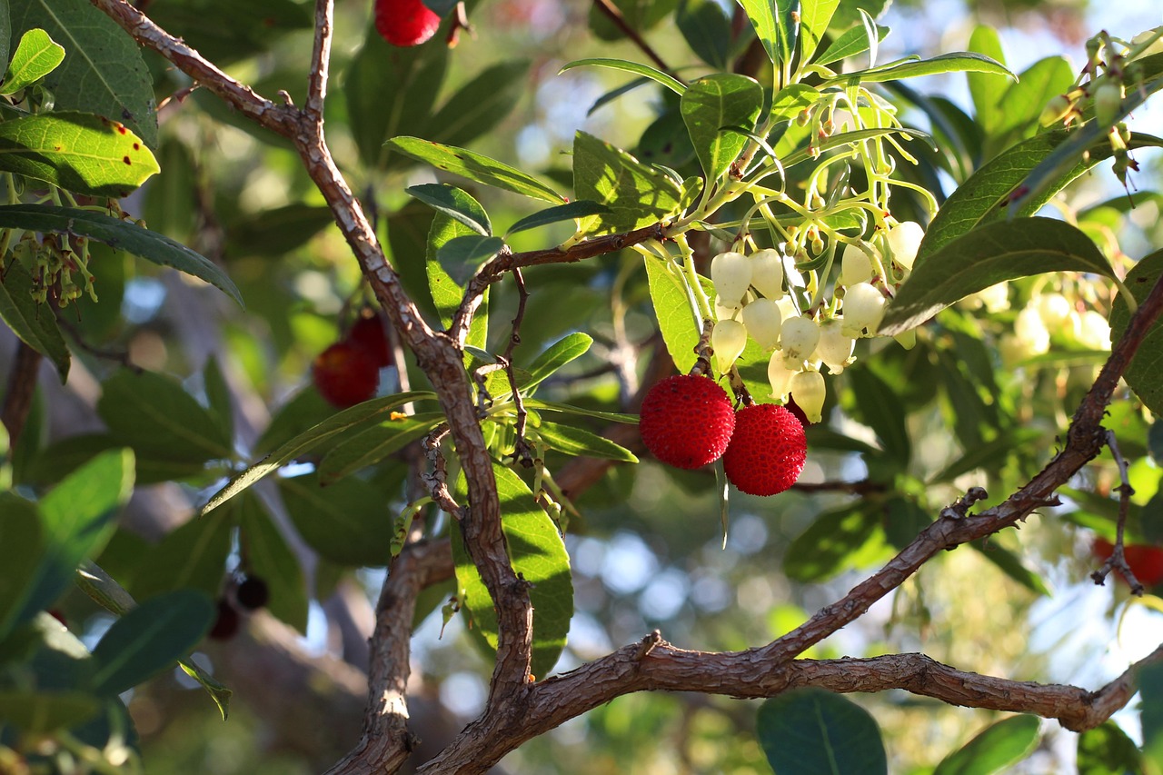 Corbezzolo con foglie verdi, fiori bianchi e frutti rossi, simbolo della flora italiana.