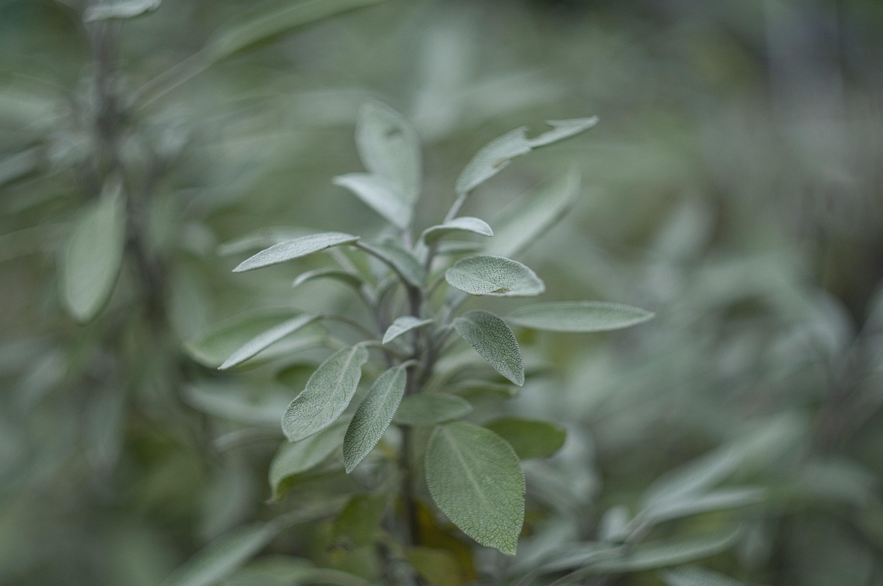 Uomo che pota una pianta di salvia in un giardino soleggiato.