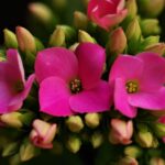 Kalanchoe fiorita con fiori rossi e verdi, simbolo del Natale, su sfondo festivo.