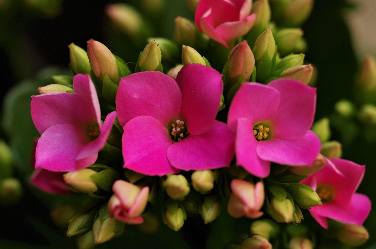 Kalanchoe fiorita con fiori rossi e verdi, simbolo del Natale, su sfondo festivo.