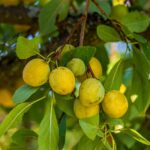 Susino infestato da afidi con nastro biadesivo applicato sul tronco per protezione dalle formiche.