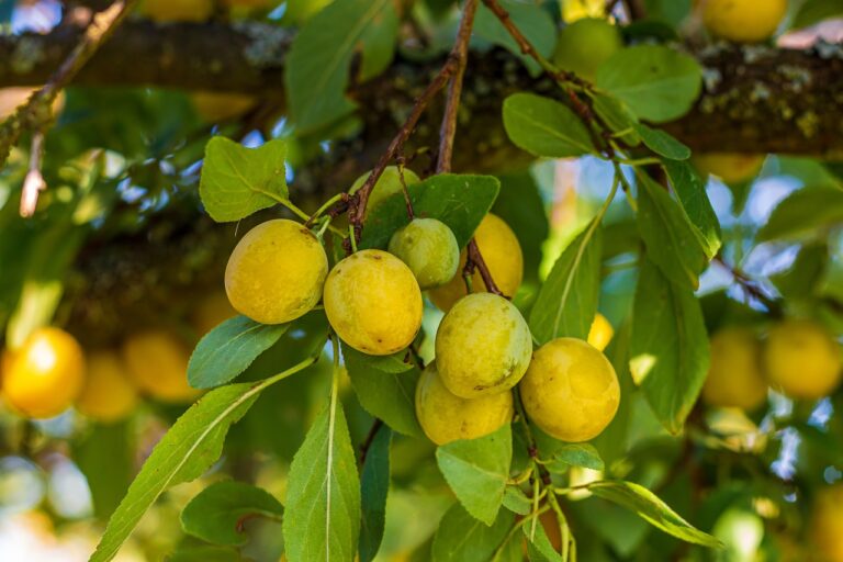 Susino infestato da afidi con nastro biadesivo applicato sul tronco per protezione dalle formiche.