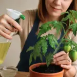 Come faccio a eliminare gli insetti dalle piante in modo naturale? Questa miscela funziona davvero