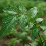 Olio di neem sui pomodori: come usarlo contro cimici e parassiti